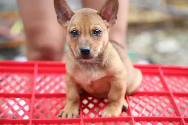 Chó cỏ lai Phú Quốc vện vàng, một biến thể phổ biến của dòng chó Việt Nam