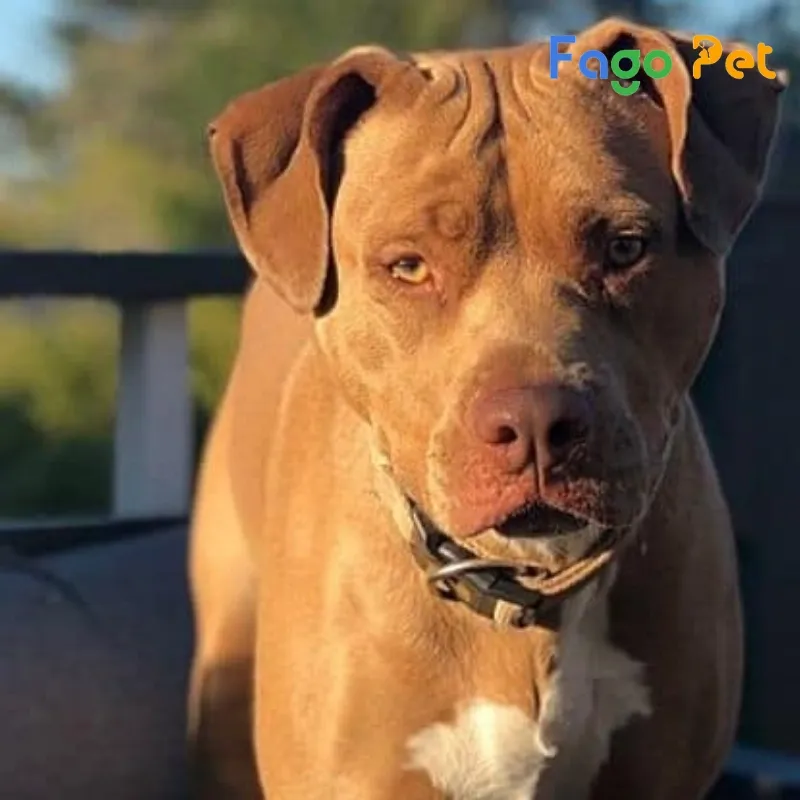 Chó Colby Pitbull với cấu trúc cơ bắp và mõm bằng phẳng đặc trưng