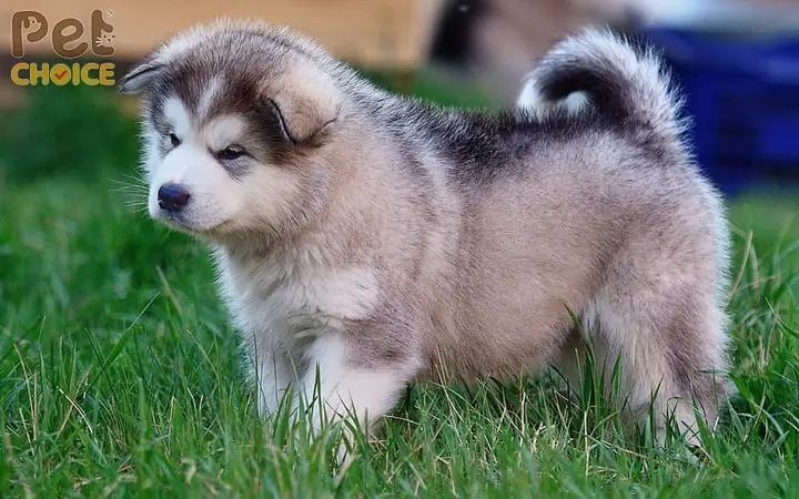 Hướng Dẫn Nuôi Gà Chọi Con Khỏe Mạnh Toàn Diện