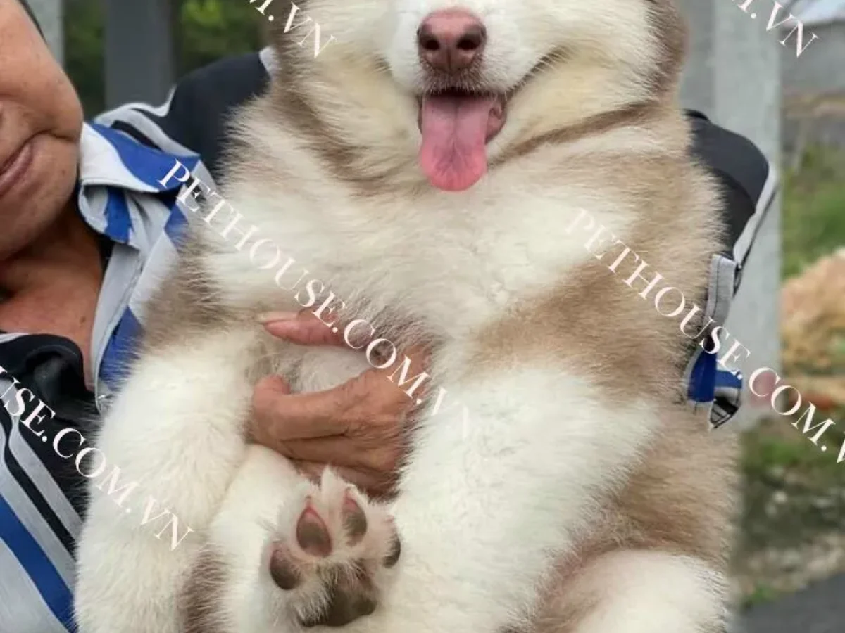 Kinh Nghiệm Mua Chuột Hamster Hồ Chí Minh Khỏe Mạnh Và Uy Tín