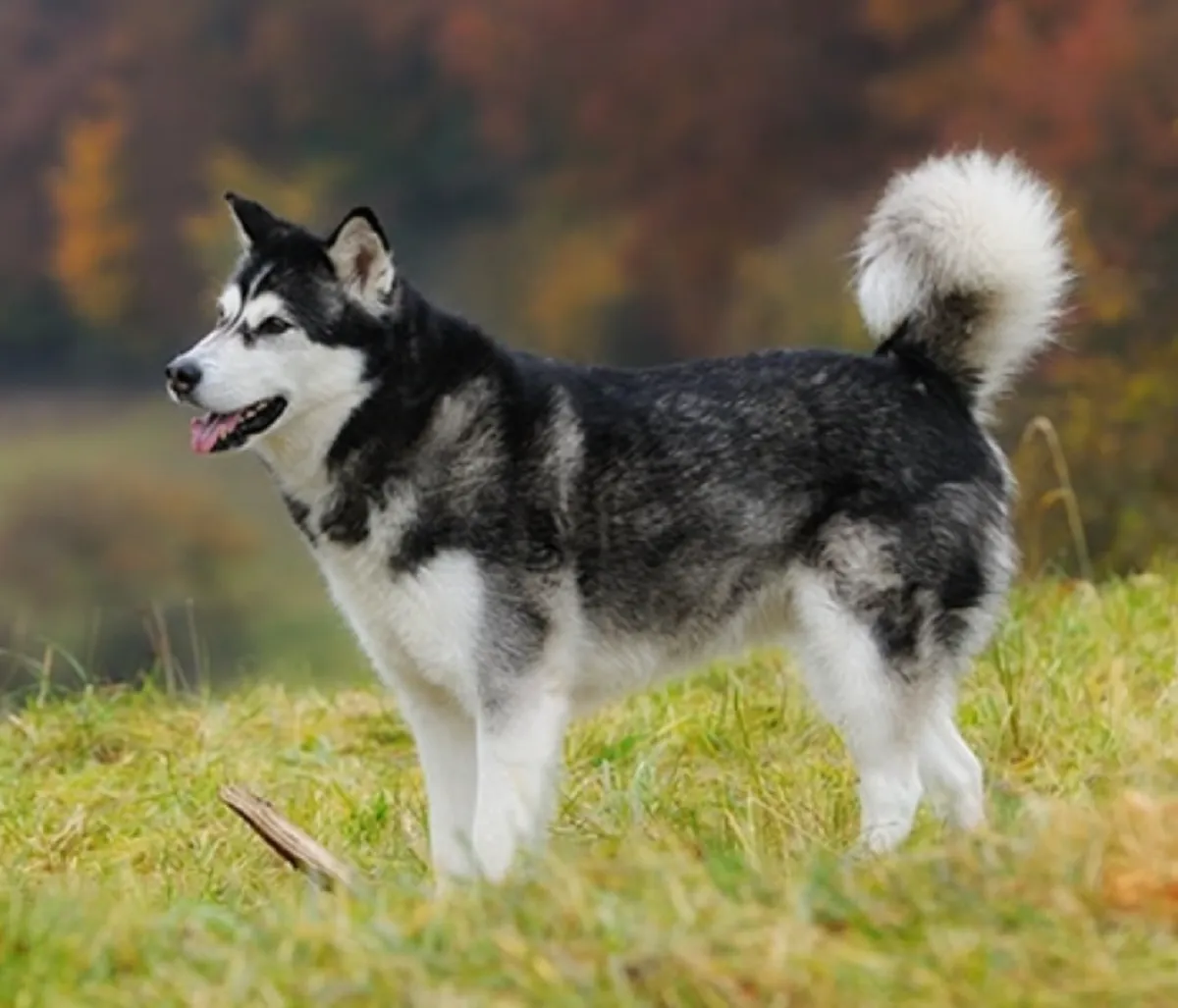 Chó con Alaska Malamute nhìn đáng yêu nhưng cần huấn luyện nghiêm ngặt để kiểm soát bản tính mạnh mẽ như giống chó lai sói.
