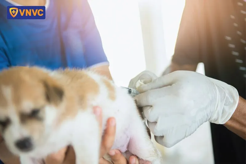 Chó con bị cắn xước nhẹ ở tay