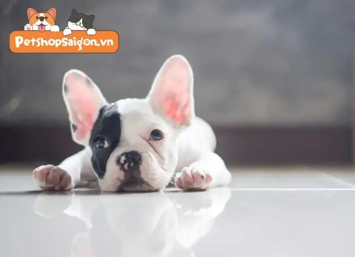 Chó con đang đi vệ sinh trên thảm lót chuyên dụng ở ban công căn hộ