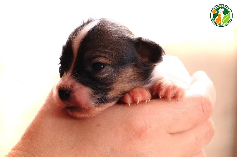 Chó con đang được cho ăn sữa công thức