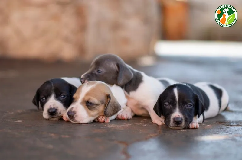 Chó con bị thương ở chân