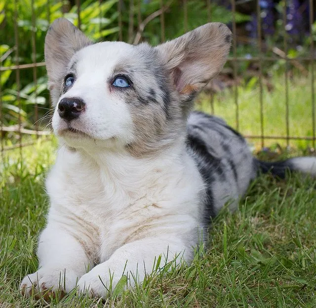 Chó Corgi Cardigan Blue Merle với bộ lông loang lổ màu đen và trắng, có đuôi dài đặc trưng