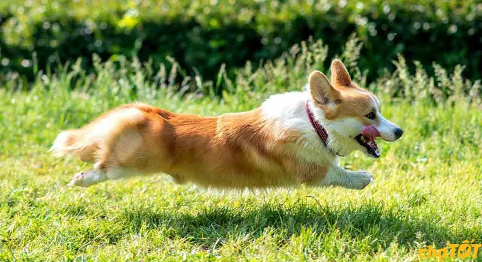 Chó Corgi có biệt danh là chú chó lùn do hình dáng chân ngắn đặc trưng
