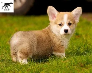 chó Corgi con đang chơi đùa