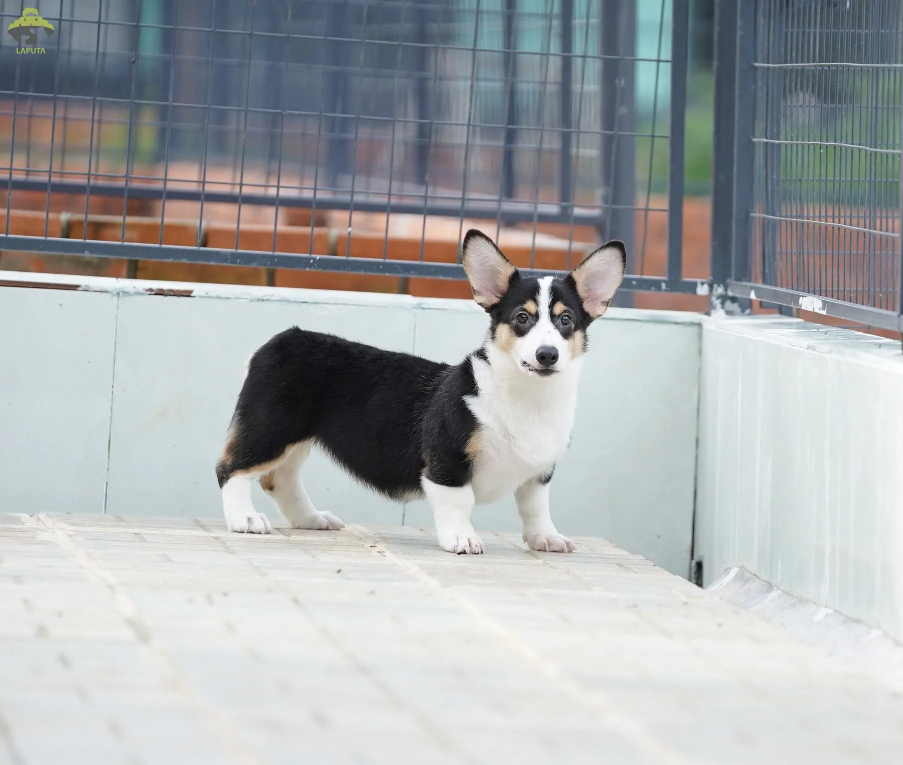 Chó corgi đen: so sánh giá bán và nguồn gốc nhập khẩu