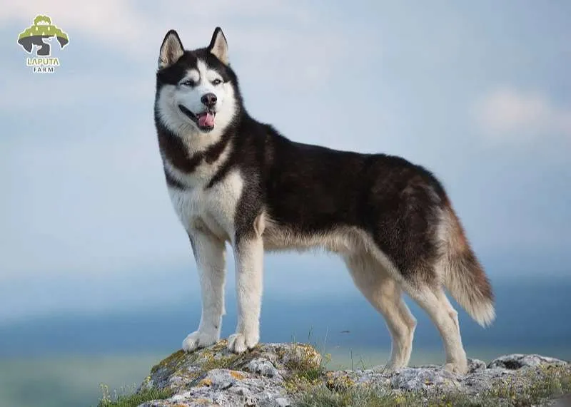 Chó Corgi lai Husky