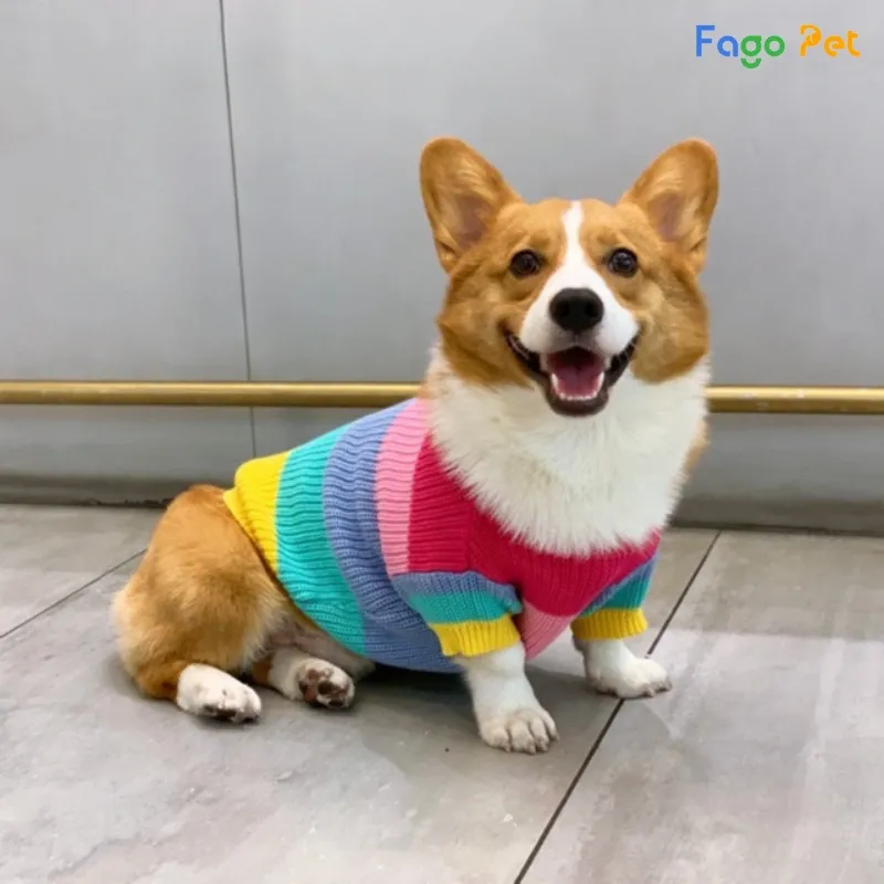 Chó Corgi mặc áo len nhiều màu sắc sặc sỡ
