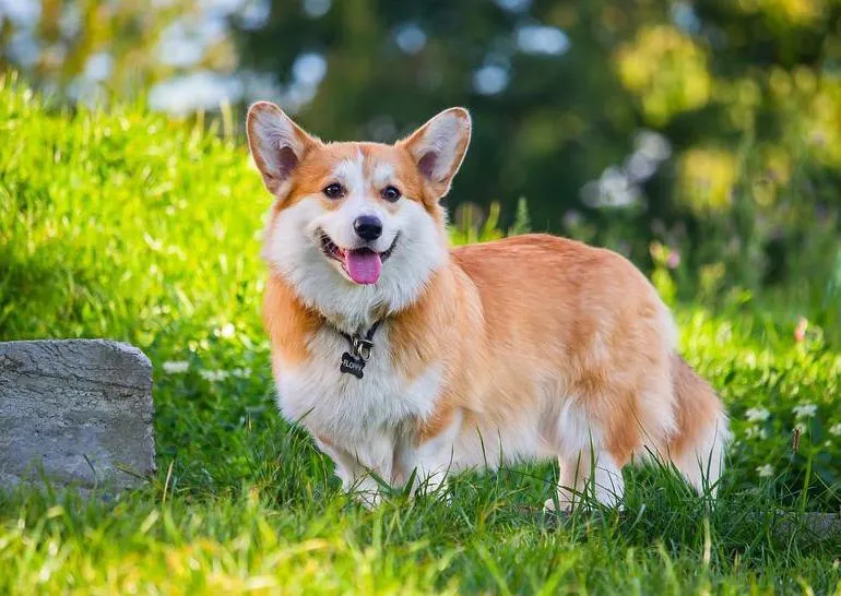 Chó Corgi Pembroke Welsh với thân hình chân ngắn đặc trưng