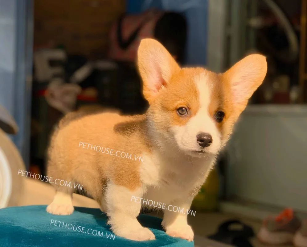 Chó Corgi thuần chủng với đôi tai dựng đứng điển hình, là mục tiêu khi thực hiện nẹp tai
