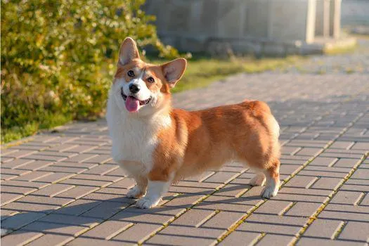 Chó Corgi trưởng thành đang chơi đùa trong vườn, thể hiện tính cách năng động