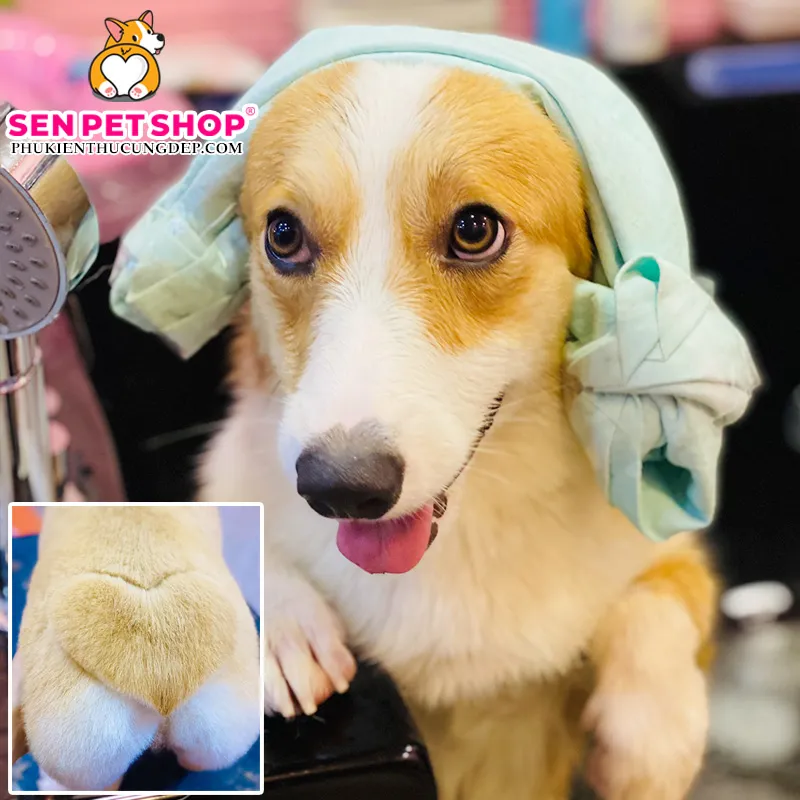 Chó Corgi với kiểu tỉa lông mông trái tim nổi bật