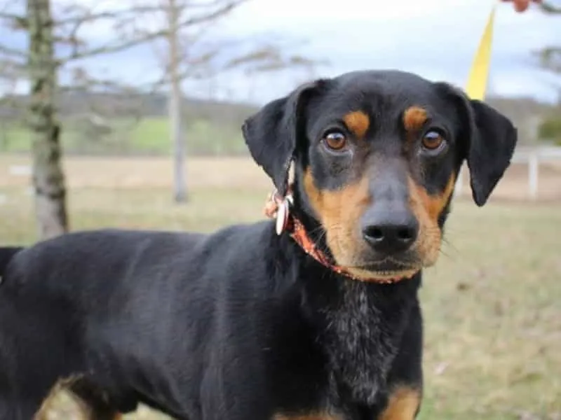 Chó Doberman lai Phú Quốc với ngoại hình mảnh mai, lông ngắn, cơ bắp