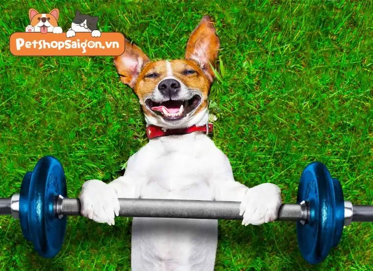 Chó được dắt đi dạo và tập thể dục ngoài công viên, giải phóng năng lượng khi nuôi chó căn hộ