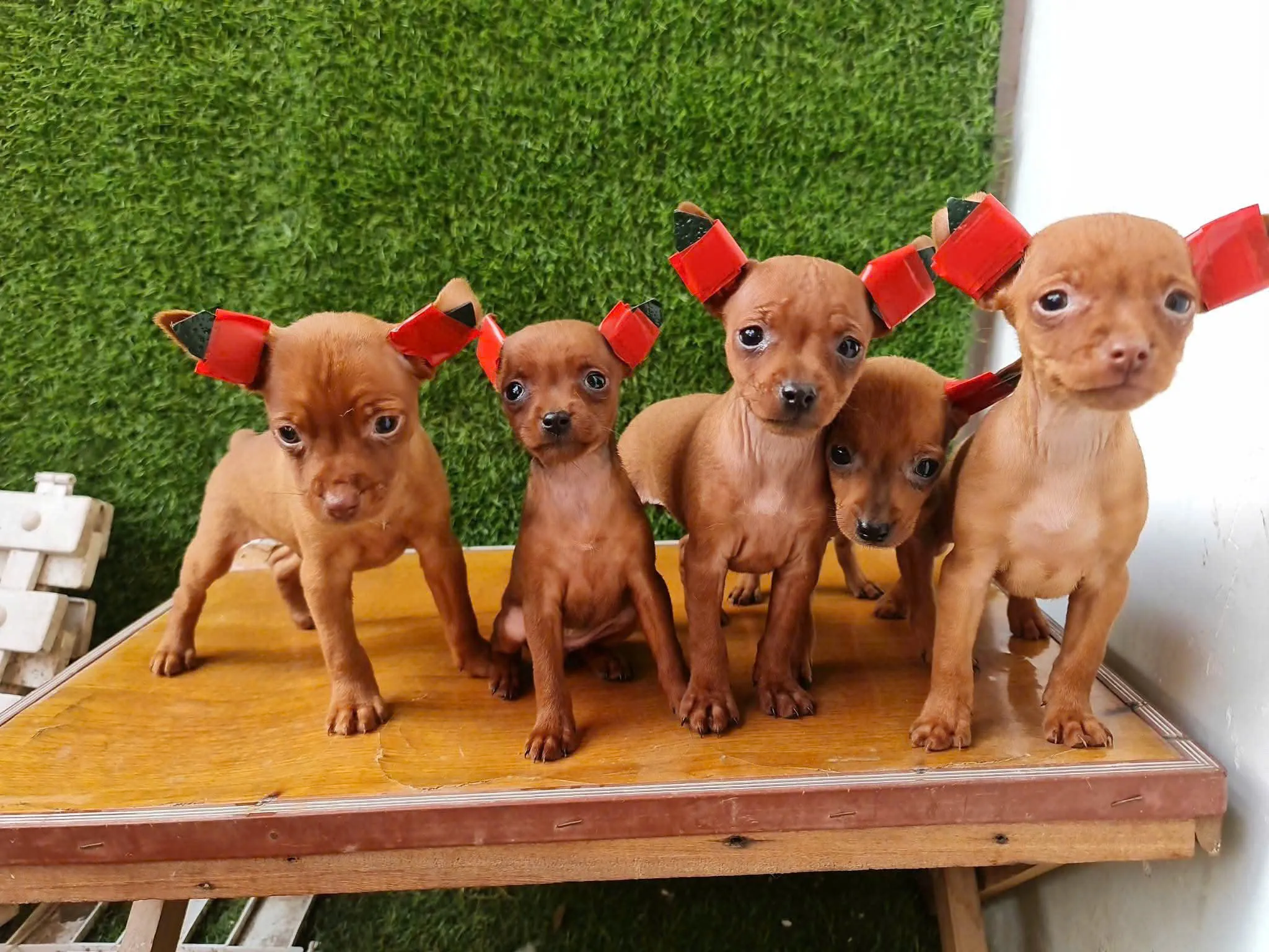 cho fox nai nho gon thich nghi tot voi chung cu ha noi