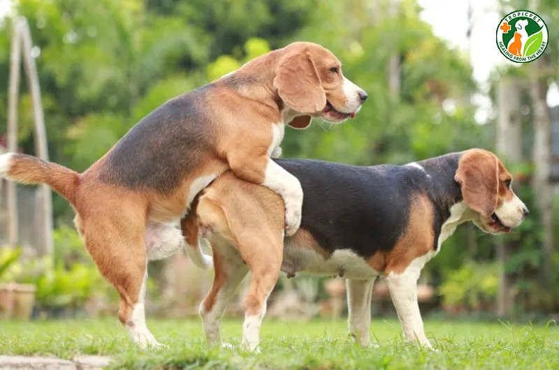 Chó mẹ có những thay đổi rõ rệt về hình dáng bụng và hành vi