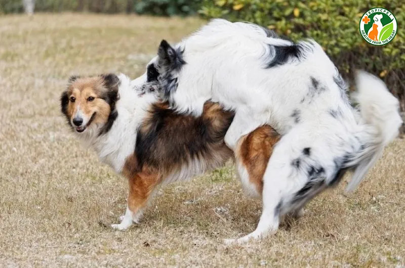 Chó mẹ mang thai cần được theo dõi thời gian phối giống chính xác