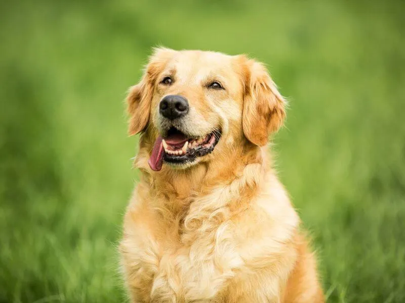 Đặc Điểm, Cách Chăm Sóc Và Giá Bán Giống Chó Phốc Lai Cỏ Chi Tiết