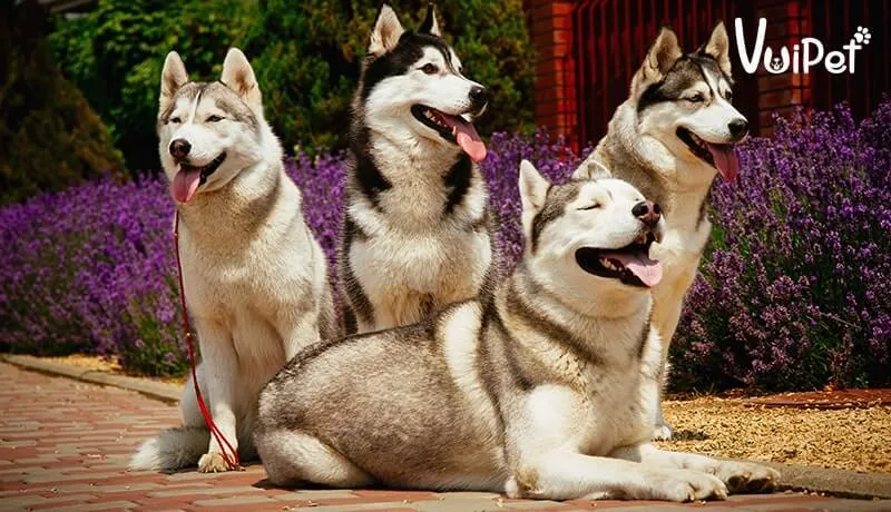 Chó Husky có màu lông rất đa dạng