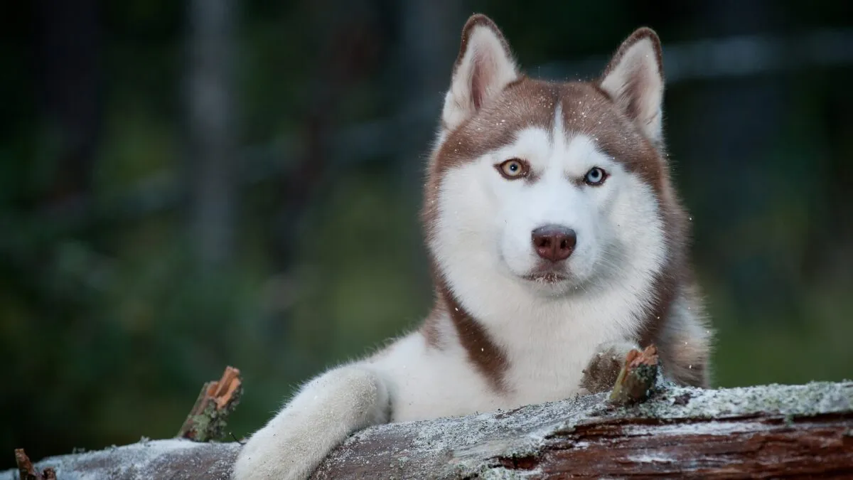 Chó Husky có màu mắt đặc biệt