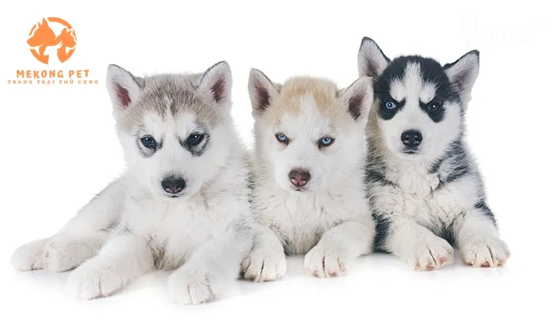 Chó Husky con 2-3 tháng tuổi đã tiêm phòng đầy đủ, đảm bảo sức khỏe khi mua