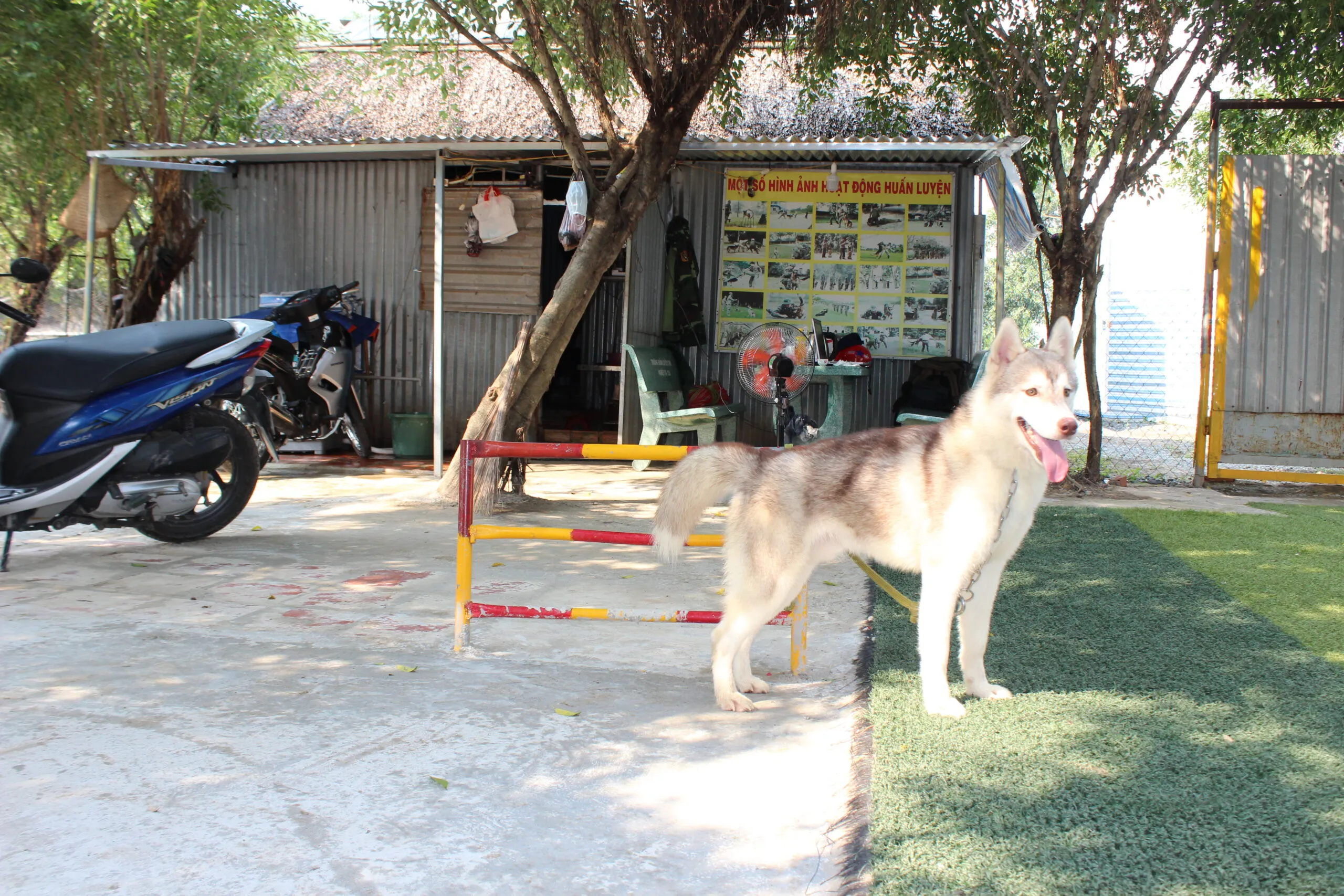 Chó Husky đang ngồi nghiêm túc trong tư thế huấn luyện vâng lời