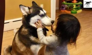 Chó Husky là loài chó kéo xe thông minh và hoạt bát