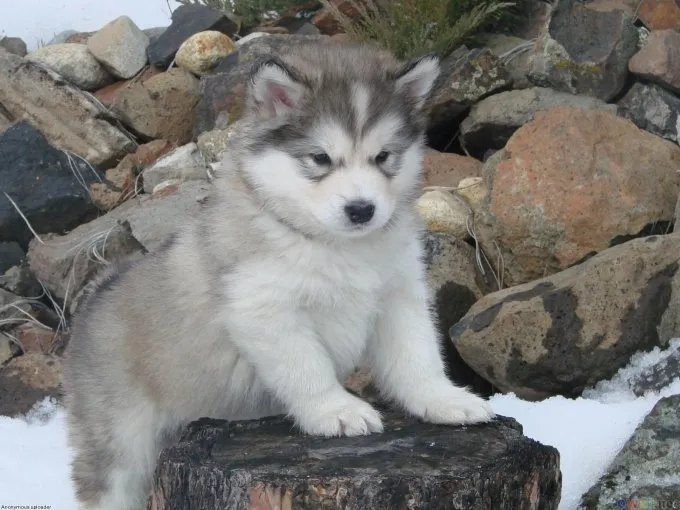 Chó Husky lai Alaska Malamute đứng nghiêm trang, thể hiện sức mạnh của dòng chó tuyết