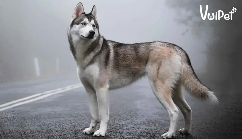 Chó Husky lai Alaska