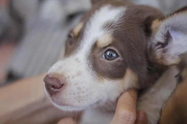 Chó husky lai becgie (German Shepherd) với màu lông đen vàng, thể hiện tính cách trung thành