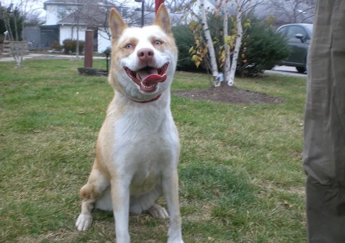 Chó Husky lai Pitbull cười vui vẻ, sự kết hợp độc đáo giữa hai giống chó mạnh mẽ