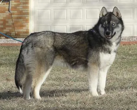 Chó Husky màu Agouti quý hiếm với khuôn mặt tối, ảnh hưởng lớn đến giá chó husky thuần chủng
