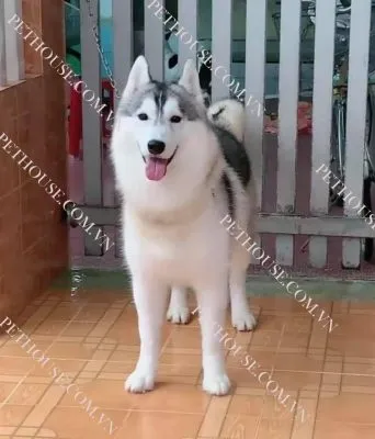 Chó Husky tại PetHouse