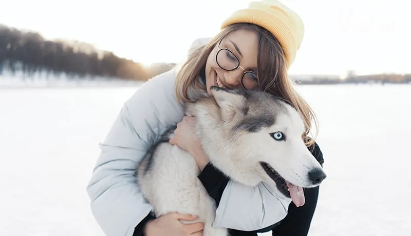 Chó Husky thân thiện với tất cả mọi người