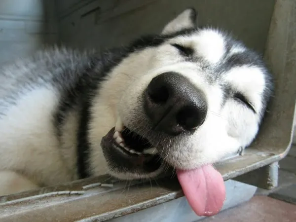 Chó Husky thể hiện tính cách lầy lội, nghịch ngợm đặc trưng của giống chó kéo xe