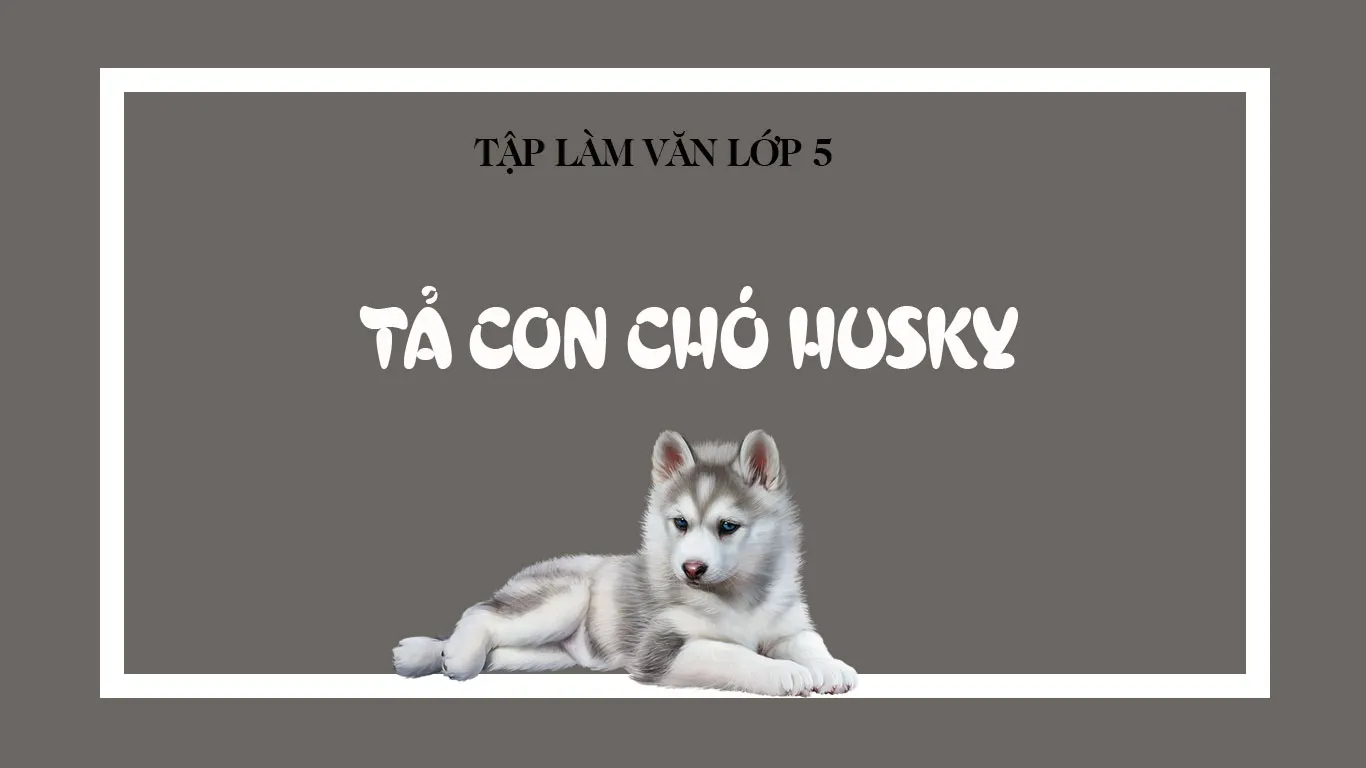 Chó Husky trưởng thành nằm nghỉ ngơi, mô tả đặc điểm ngoại hình chuẩn mực của giống chó kéo xe Siberia