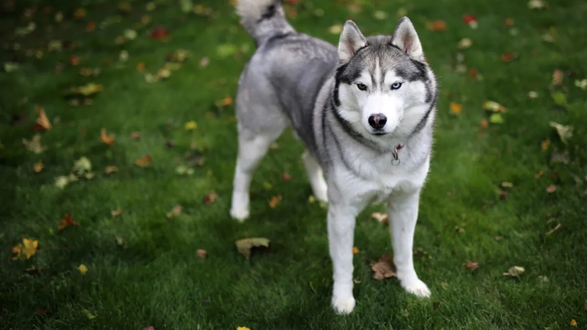 Chó Husky vận động ngoài trời