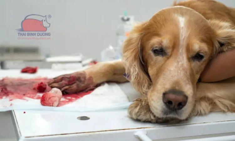 Phân biệt các loại phân khi chó gặp vấn đề về đường ruột