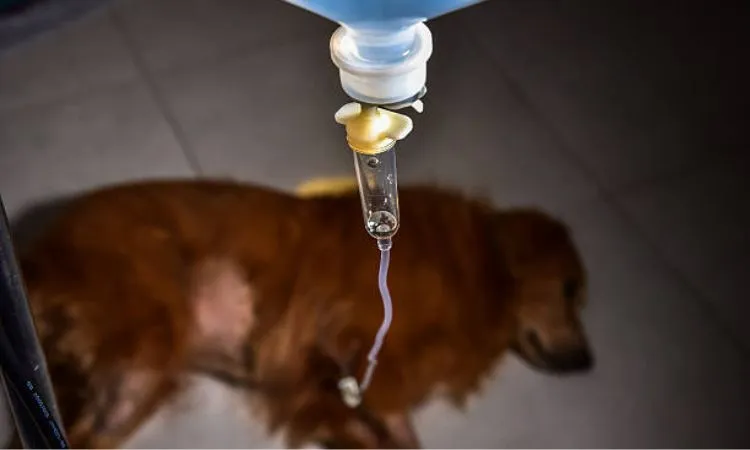 Can thiệp y tế sớm giúp tăng tỷ lệ cứu sống cho vật nuôi