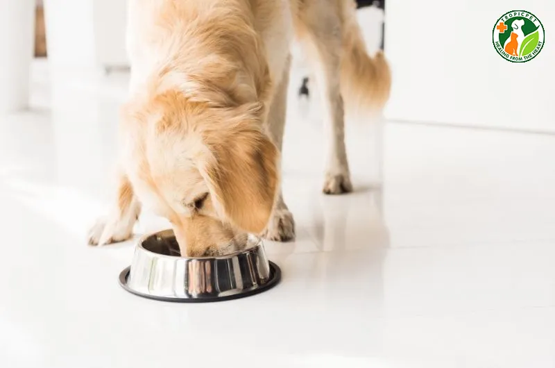 Bổ sung thức ăn giàu vitamin và protein cho chó