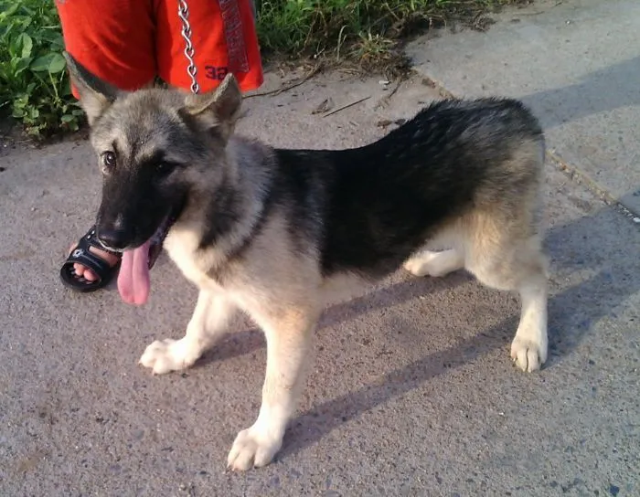 Chó lai Alaska và Becgie F1 với bộ lông dày và màu xám trắng, thừa hưởng gen lai tạo từ hai giống thuần chủng