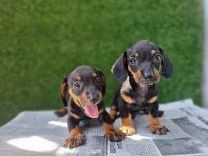 Chó Lạp Xưởng Dachshund với đôi chân ngắn và thân dài, có khả năng đào bới xuất sắc