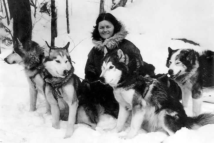 Chó Malamute Alaska thời kỳ đầu năm 1930, ghi nhận nguồn gốc giống chó kéo xe.