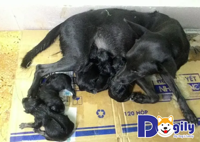 Chó mẹ Phú Quốc đen và các chú chó sơ sinh, thể hiện lứa hình ảnh chó phú quốc con mới đẻ