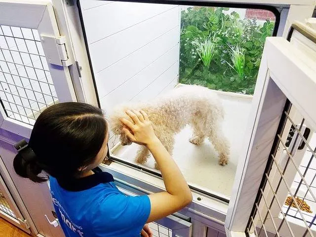 Hệ thống phòng lưu trú sạch sẽ dành cho chó mèo tại Pet Mart Hà Nội