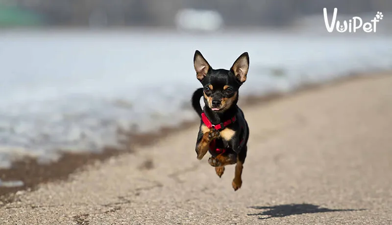 Chó MinPin đang vận động và chơi đùa với chủ ở sân cỏ