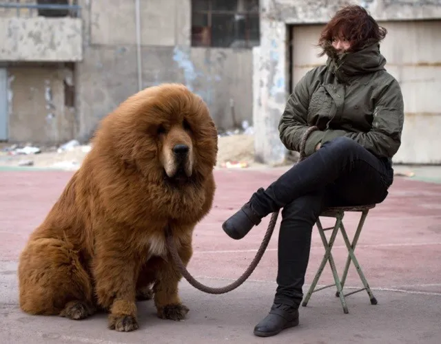 Chó ngao Tây Tạng đứng uy nghiêm, thể hiện sức mạnh và uy quyền của giống chó bảo vệ.